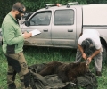WWF улови и премести мечката, забелязана в Габрово