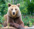 Една от деветте мечки в старозагорския зоопарк заспа зимен сън