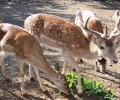 Зоопарк Стара Загора сътрудничи на Фонда за дивата флора и фауна за подсилване на популацията на елени в естествената им среда