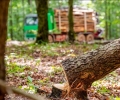 WWF: Нелегалният дърводобив убива българската гора