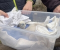 Новоизлюпеното белоглаво лешоядче се върна при своите родители в Зоопарк Стара Загора