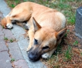 Община Стара Загора ще преброи бездомните кучета наесен