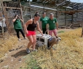 Започва дарителска кампания за набиране на средства за проследяване на излюпените в Зоопарк Стара Загора белоглави лешоядчета
