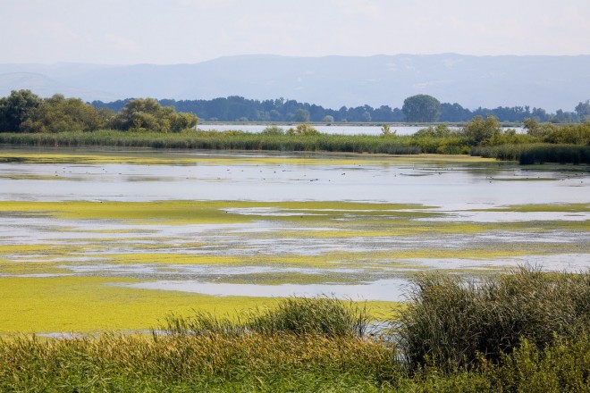 Wetland along the Danube River, Portile de Fier Nature Park, Romania.