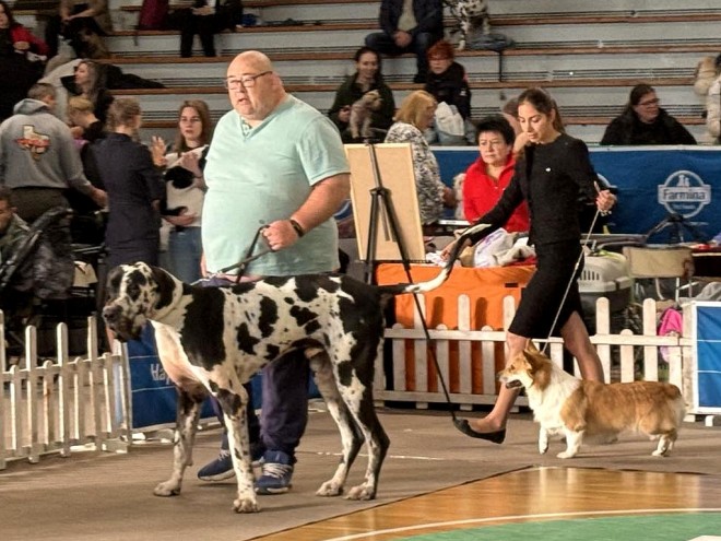 Mevdunarodna kinolojka izlojba (15)