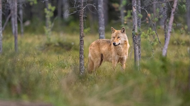 Wolf, (Canis lupus), male.